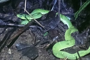 Nocny spacer po lesie deszczowym La Fortuna o wysokiej bioróżnorodności
