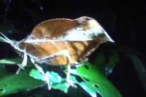 Nocny spacer po lesie deszczowym La Fortuna o wysokiej bioróżnorodności