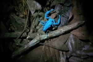 Nocny spacer po lesie deszczowym La Fortuna o wysokiej bioróżnorodności