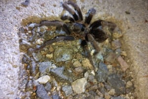 Nocny spacer po lesie deszczowym La Fortuna o wysokiej bioróżnorodności