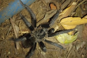 Nocny spacer po lesie deszczowym La Fortuna o wysokiej bioróżnorodności