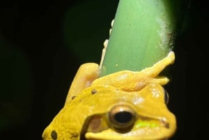 Nocny spacer po lesie deszczowym La Fortuna o wysokiej bioróżnorodności