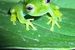 Nocny spacer po lesie deszczowym La Fortuna o wysokiej bioróżnorodności