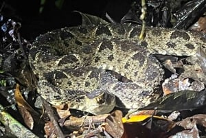 Nocny spacer po lesie deszczowym La Fortuna o wysokiej bioróżnorodności