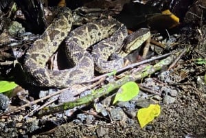 Nocny spacer po lesie deszczowym La Fortuna o wysokiej bioróżnorodności