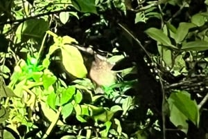 Nocny spacer po lesie deszczowym La Fortuna o wysokiej bioróżnorodności