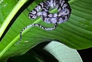 Nocny spacer po lesie deszczowym La Fortuna o wysokiej bioróżnorodności