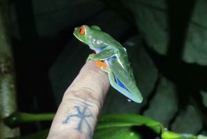 Nocny spacer po lesie deszczowym La Fortuna o wysokiej bioróżnorodności