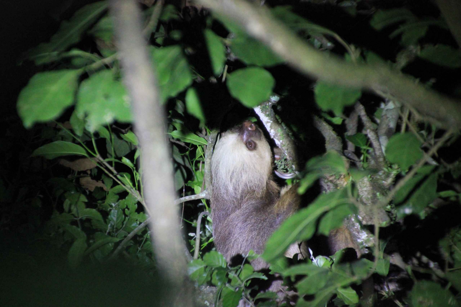 Passeggiata notturna a La Fortuna in una foresta pluviale ad alta biodiversità