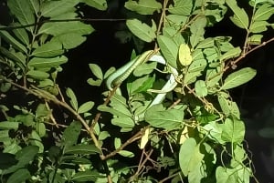 Nattvandring i La Fortuna i en regnskog med hög biologisk mångfald