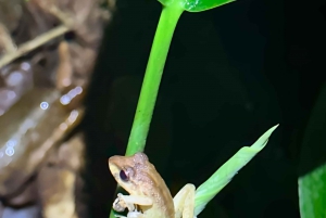 Nattvandring i La Fortuna i en regnskog med hög biologisk mångfald