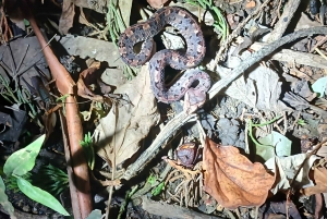 Nattvandring i La Fortuna i en regnskog med hög biologisk mångfald