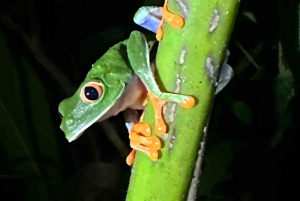 Nattvandring i La Fortuna i en regnskog med hög biologisk mångfald