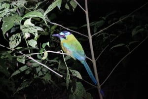La Fortuna Night Walk in a High Biodiversity Rainforest