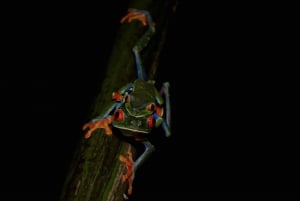 La Fortuna: Night Hike with Guide