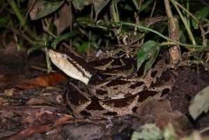 La Fortuna: Night Hike with Guide