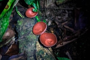 La Fortuna: Night Hike with Guide