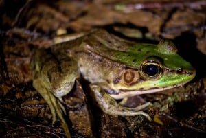 La Fortuna: Night Hike with Guide