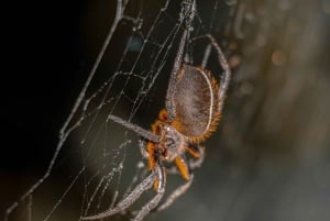 La Fortuna: Night Hike with Guide