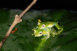 La Fortuna: Night Hike with Guide