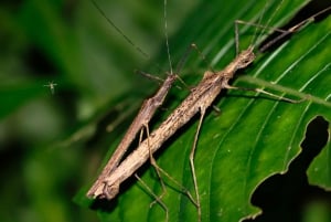 La Fortuna: Night Hike with Guide