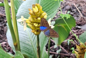 La Fortuna: Nocturnal Butterfly Sanctuary and Night Walk
