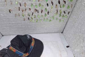 La Fortuna: Nocturnal Butterfly Sanctuary and Night Walk