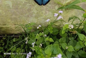 La Fortuna: Nocturnal Butterfly Sanctuary and Night Walk
