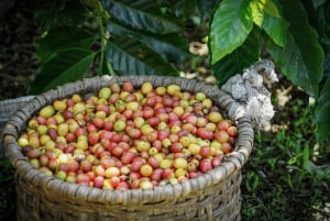 La Fortuna: North Fields Coffee and Chocolate Tour