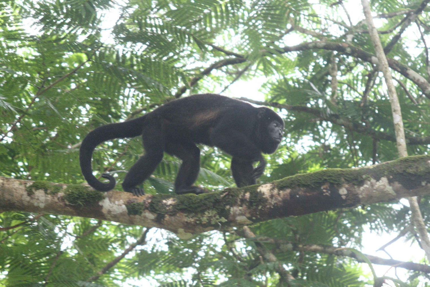 La Fortuna: Peñas Blancas River Safari Float