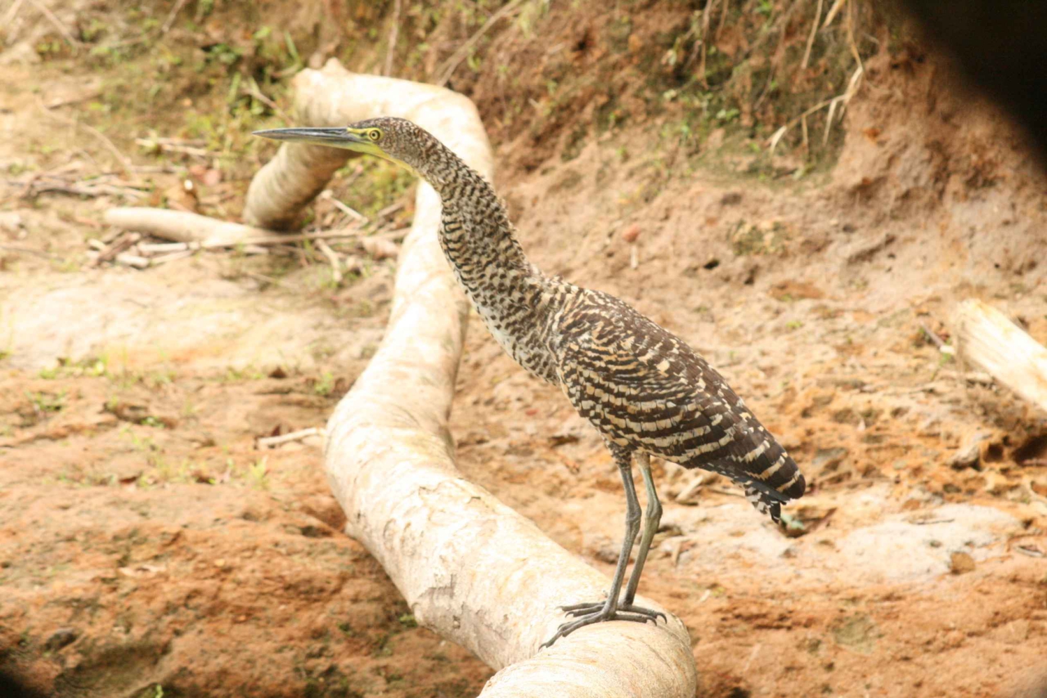 La Fortuna: Peñas Blancas River Safari Float