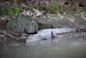 La Fortuna : Safari fluvial sur la rivière Peñas Blancas