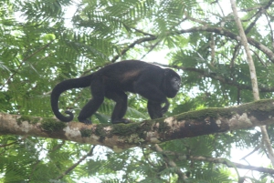 La Fortuna: Peñas Blancas River Safari Float