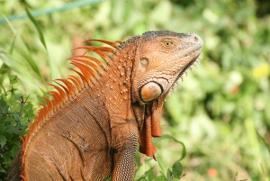 La Fortuna: Peñas Blancas River Safari Float