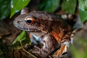 La Fortuna: tour fotografico al Natura Eco Park
