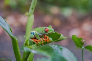 La Fortuna: tour fotografico al Natura Eco Park