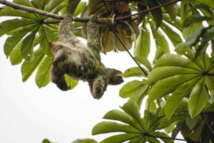 La Fortuna: Privétour Arenal Vulkaan