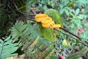 La Fortuna: Privétour Arenal Vulkaan