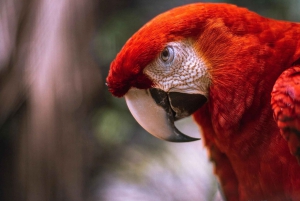 La Fortuna: Proyecto Asis Wildlife Sanctuary-tur