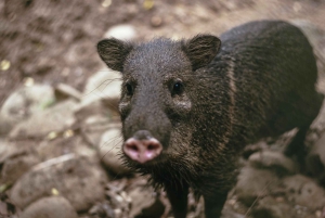 La Fortuna: Proyecto Asis Wildlife Sanctuary-tur