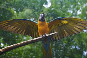 La Fortuna: Proyecto Asis Wildlife Sanctuary-tur