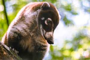 La Fortuna: Proyecto Asis Wildlife Sanctuary-tur