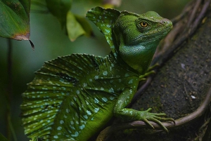 La Fortuna: Proyecto Asis Wildlife Sanctuary-tur