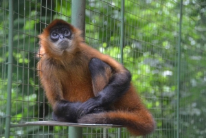 La Fortuna: Proyecto Asis Wildlife Sanctuary-tur