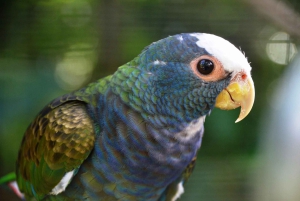 La Fortuna: Proyecto Asis Wildlife Sanctuary-tur