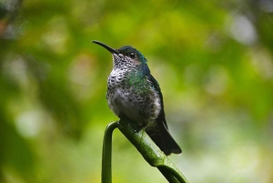 La Fortuna: Proyecto Asis Wildlife Sanctuary-tur