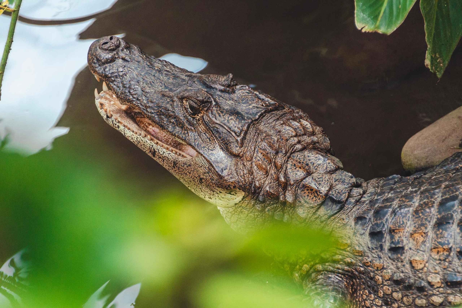 La Fortuna: Proyecto Asis Wildlife och volontärtur