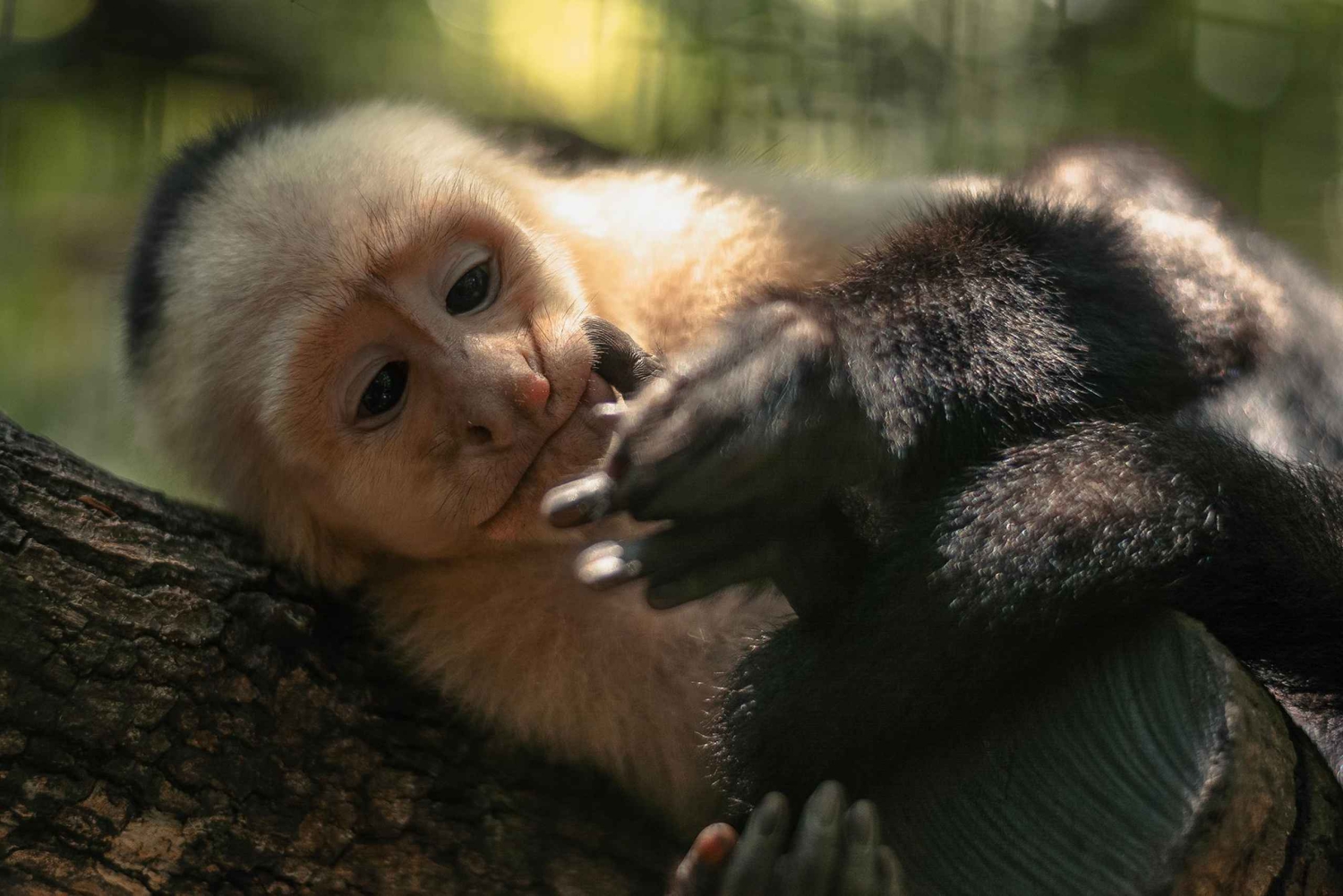 La Fortuna: Proyecto Asis Wildlife och volontärtur