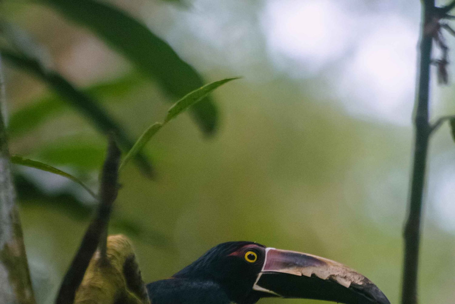 La Fortuna: Proyecto Asis Wildlife och volontärtur