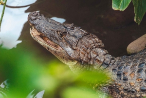 La Fortuna: Proyecto Asis Wildlife och volontärtur